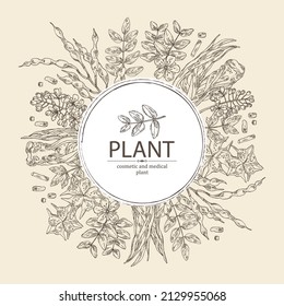 Background with cosmetic and medical plants: sophora japonica flower and pod, angelica sinensis root, flowers of tribulus terrestris, isatis tinctoria flowers. Vector hand drawn illustrati