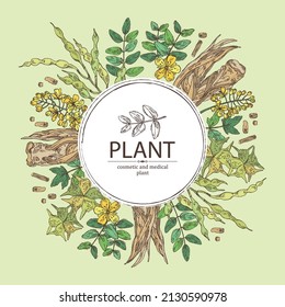 Background with cosmetic and medical plants: sophora japonica flower and pod, angelica sinensis root, flowers of tribulus terrestris, isatis tinctoria flowers. Vector hand drawn illustrati