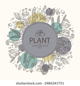 Background with cosmetic and medical plants: symplocos racemosa, lodhra, mucuna pruriens, long pepper pippali and psoralea corylifolia. Vector hand drawn illustration