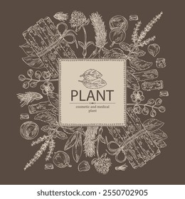 Background with cosmetic and medical plants: tulasi, guduchi, alexandria laurel, nardostachys jatamansi. Vector hand drawn illustration