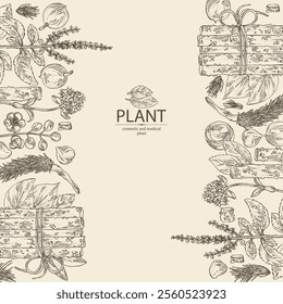 Background with cosmetic and medical plants: tulasi, guduchi, alexandria laurel, nardostachys jatamansi. Vector hand drawn illustration