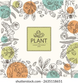 Fundo com plantas cosméticas e médicas: raiz de açafrão, nigella sativa, garcinia indica, pippali. Ilustração desenhada à mão vetorial.