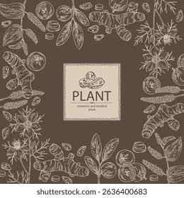 Background with cosmetic and medical plants: turmeric root, nigella sativa, garcinia indica, pippali. Vector hand drawn illustration.
