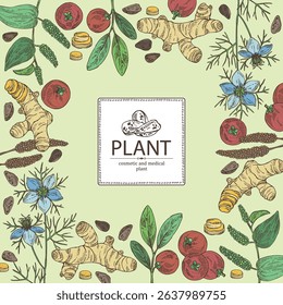 Background with cosmetic and medical plants: turmeric root, nigella sativa, garcinia indica, pippali. Vector hand drawn illustration.