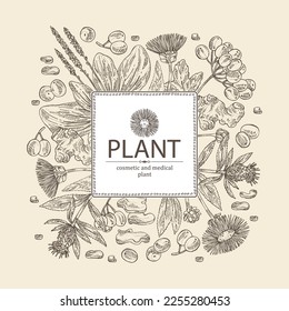 Background cosmetic and medical plants: viburnum berries, large plantain, elecampane flower, lonicera pileata and atraktylodes large root. Vector hand drawn illustration