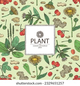 Background cosmetic and medical plants: viburnum berries, large plantain, elecampane flower, lonicera pileata and atraktylodes large root. Vector hand drawn illustration