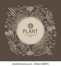 Background cosmetic and medical plants: viburnum berries, large plantain, elecampane flower, lonicera pileata and atraktylodes large root. Vector hand drawn illustration
