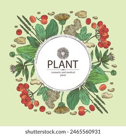 Background cosmetic and medical plants: viburnum berries, large plantain, elecampane flower, lonicera pileata and atraktylodes large root. Vector hand drawn illustration