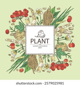 Background with cosmetic and medical plants: viburnum berries, acorus calamus, meadowfoam, highlander multiflorous. Vector hand drawn illustration