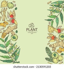 Background with cosmetic and medical plants: withania somnifera ashwagandha, turmeric root, amla berries and neem. Vector hand drawn illustration