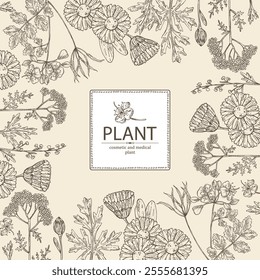 Background with cosmetic and medical plants: wormwood, yarrow flowers, calendula, celandine. Vector hand drawn illustration
