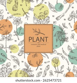 Background with cosmetic, parfumery and medical plants: meadowfoam, rubia cordifolia, manjishta, сelastrus paniculatus, codonopsis lanceolata. Vector hand drawn illustration.