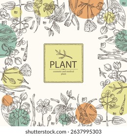 Background with cosmetic, parfumery and medical plants: meadowfoam, rubia cordifolia, manjishta, сelastrus paniculatus, codonopsis lanceolata. Vector hand drawn illustration.