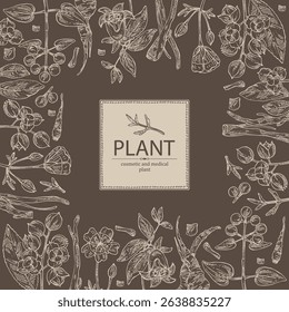 Background with cosmetic, parfumery and medical plants: meadowfoam, rubia cordifolia, manjishta, сelastrus paniculatus, codonopsis lanceolata. Vector hand drawn illustration.