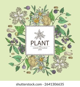 Background with cosmetic, parfumery and medical plants: litsea cubeba, edelweiss flowers, trichosanthes japonica, highlander multiflorous. Vector hand drawn illustration.