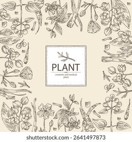 Background with cosmetic, parfumery and medical plants: meadowfoam, rubia cordifolia, manjishta, сelastrus paniculatus, codonopsis lanceolata. Vector hand drawn illustration.