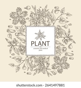 Background with cosmetic, parfumery and medical plants: litsea cubeba, edelweiss flowers, trichosanthes japonica, highlander multiflorous. Vector hand drawn illustration.