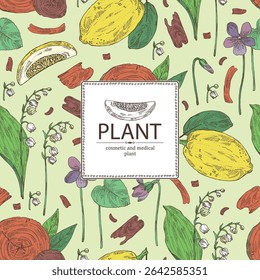 Fundo com plantas cosméticas, de parfumaria e médicas: cítron, lírio do vale, viola odorata, mogno. Ilustração desenhada à mão vetorial.