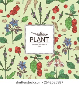 Antecedentes com plantas cosméticas, de parfumaria e medicinais: borago officinalis, verbena, schisandra chinise, rehmannia glutinosa. Ilustração desenhada à mão vetorial.