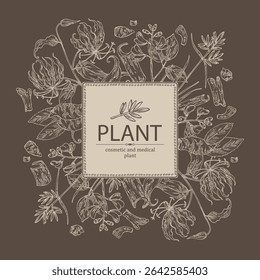Background with cosmetic, parfumery and medical plants: symplocos racemosa, lodhra, cyperus rotundus, nagarmotha, gloriosa superba, kino tree, pterocarpus marsupium. Vector hand drawn.