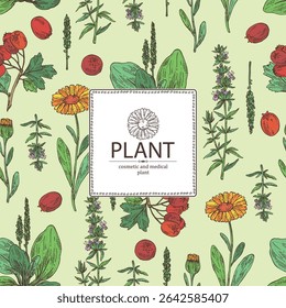 Background with cosmetic, parfumery and medical plants: calendula , large plantain, plantago major, hawthorn, hyssopus officinalis. Vector hand drawn illustration.