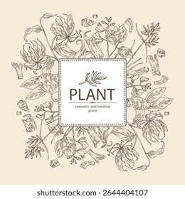 Background with cosmetic, parfumery and medical plants: symplocos racemosa, lodhra, cyperus rotundus, nagarmotha, gloriosa superba, kino tree, pterocarpus marsupium. Vector hand drawn.