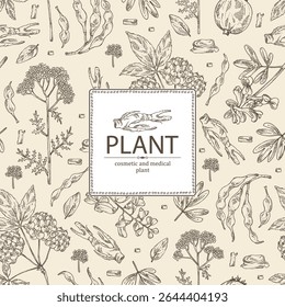 Antecedentes com plantas cosméticas, de parfumaria e medicinais: corydalis ambigua, yarrow, sophora japonica, eleutherococcus. Ilustração desenhada à mão vetorial.