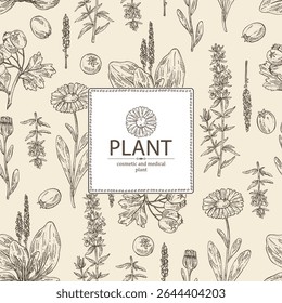 Background with cosmetic, parfumery and medical plants: calendula , large plantain, plantago major, hawthorn, hyssopus officinalis. Vector hand drawn illustration.
