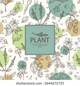 Antecedentes com plantas cosméticas, de parfumaria e medicinais: borago officinalis, verbena, schisandra chinise, rehmannia glutinosa. Ilustração desenhada à mão vetorial.