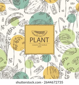 Fundo com plantas cosméticas, de parfumaria e médicas: cítron, lírio do vale, viola odorata, mogno. Ilustração desenhada à mão vetorial.
