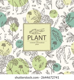 Antecedentes com plantas cosméticas, de parfumaria e medicinais: corydalis ambigua, yarrow, sophora japonica, eleutherococcus. Ilustração desenhada à mão vetorial.