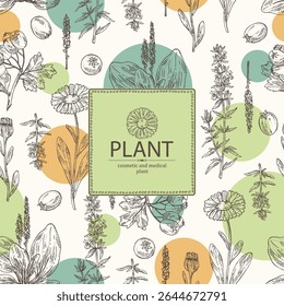 Background with cosmetic, parfumery and medical plants: calendula , large plantain, plantago major, hawthorn, hyssopus officinalis. Vector hand drawn illustration.