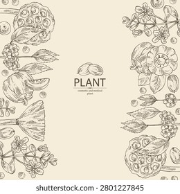 Background with cosmetic and parfumery plants: brahmi, bacopa monier, garcinia cambogia, callicarpa macrophylla, lotus seeds. Vector hand drawn illustration.
