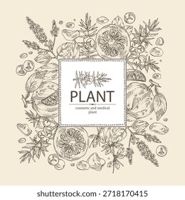Fondo con plantas de cosmética y perfumería: pachulí, enebro, mirra, bigaradia. Vector dibujado a mano ilustración.