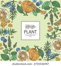 Background with cosmetic and parfumery plants: patchouli, juniper, myrrh, bigaradia. Vector hand drawn illustration.