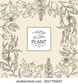 Background with cosmetic, perfumery and medical plants: camellia sasanqua flowers and bud, shea nuts, eucalyptus and sage flowers. Vector hand drawn illustration