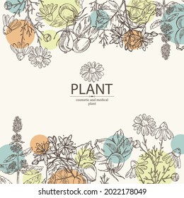 Background with cosmetic, perfumery and medical plants: linden flower, mint plant, camomile flowers and dog rose berries. Vector hand drawn illustration