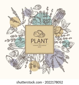 Background with cosmetic, perfumery and medical plants: lavender flowers, almond nuts, cinnamon and verbena flowering branch . Vector hand drawn illustration