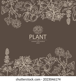 Background with cosmetic, perfumery and medical plants: linden flower, mint plant, camomile flowers and dog rose berries. Vector hand drawn illustration