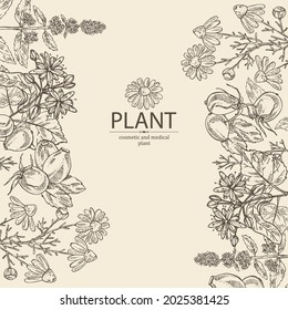 Background with cosmetic, perfumery and medical plants: linden flower, mint plant, camomile flowers and dog rose berries. Vector hand drawn illustration