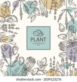 Background with cosmetic, perfumery and medical plants: lavender flowers, almond nuts, cinnamon and verbena flowering branch . Vector hand drawn illustration