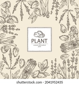 Background with cosmetic, perfumery and medical plants: lavender flowers, almond nuts, cinnamon and verbena flowering branch . Vector hand drawn illustration