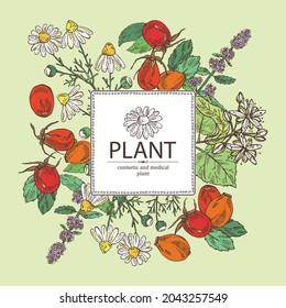 Background with cosmetic, perfumery and medical plants: linden flower, mint plant, camomile flowers and dog rose berries. Vector hand drawn illustration