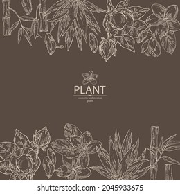 Background with cosmetic, perfumery and medical plants: bamboo, plumeria flowers, blue agave and cotton plant . Vector hand drawn illustration