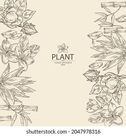 Background with cosmetic, perfumery and medical plants: bamboo, plumeria flowers, blue agave and cotton plant . Vector hand drawn illustration