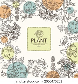 Background with cosmetic, perfumery and medical plants: linden flower, mint plant, camomile flowers and dog rose berries. Vector hand drawn illustration
