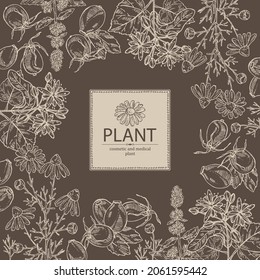 Background with cosmetic, perfumery and medical plants: linden flower, mint plant, camomile flowers and dog rose berries. Vector hand drawn illustration