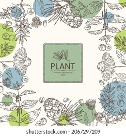 Background with cosmetic, perfumery and medical plants: juniper, echinacea flowers, nettle plant and cedar cone. Vector hand drawn illustration