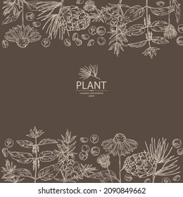 Background with cosmetic, perfumery and medical plants: juniper, echinacea flowers, nettle plant and cedar cone. Vector hand drawn illustration