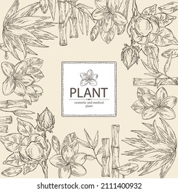 Background with cosmetic, perfumery and medical plants: bamboo, plumeria flowers, blue agave and cotton plant . Vector hand drawn illustration